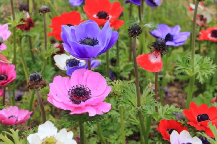 image of poppy anemone flowers