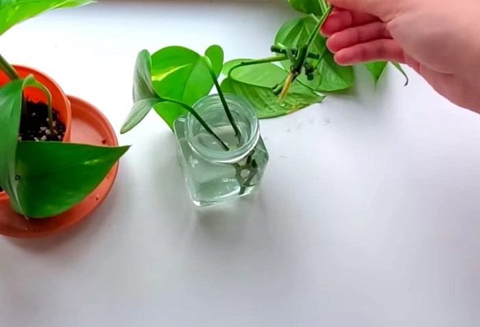 image of propagation of pothos plant in water