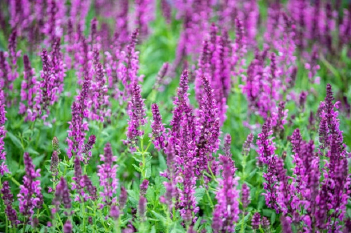 image of purple salvias flowers that look like lavender
