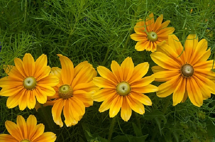 image of rudbeckia irish eyes flowers 