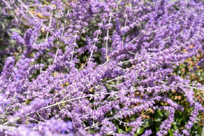 Image of russian sage flowers