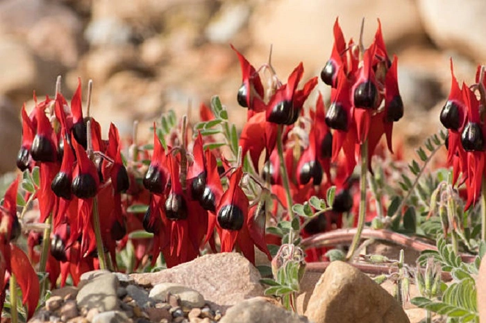 image of sturts desert pea flowers that look like eyes