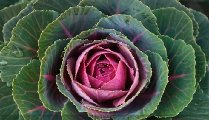 image of tokyo pink flower