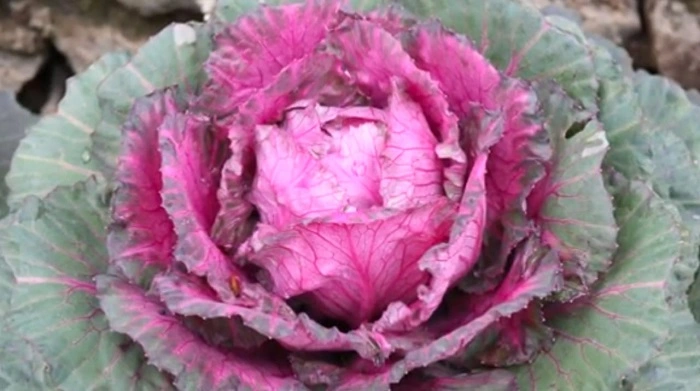 image of tokyo red flower