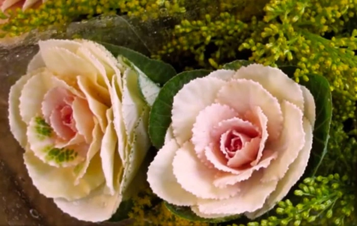 image of tokyo white flowers that look like cabbage