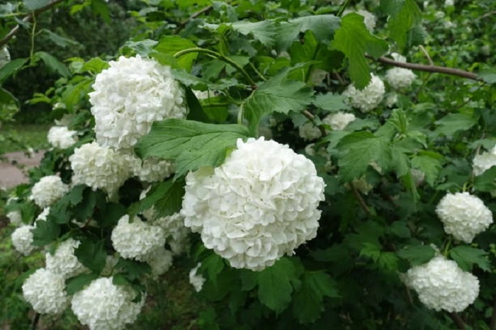 image of white viburnum flowers that look like balls