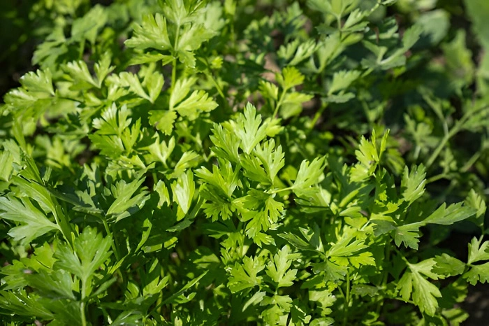 image of healthy parsley plant
