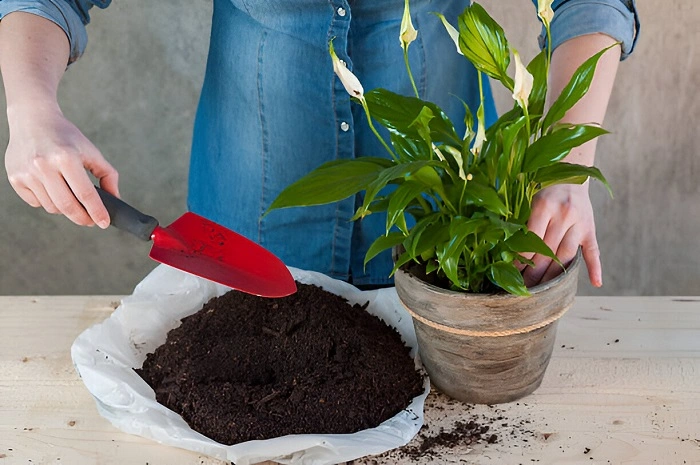 image of adding fertilizer to peace lily