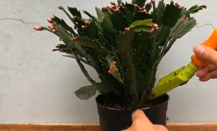 image of applying fertilizer to a christmas cactus