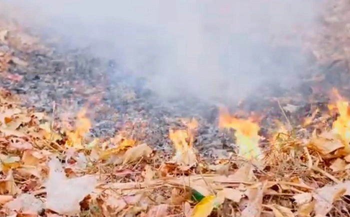 image of burning of wet leaves and smoke emission