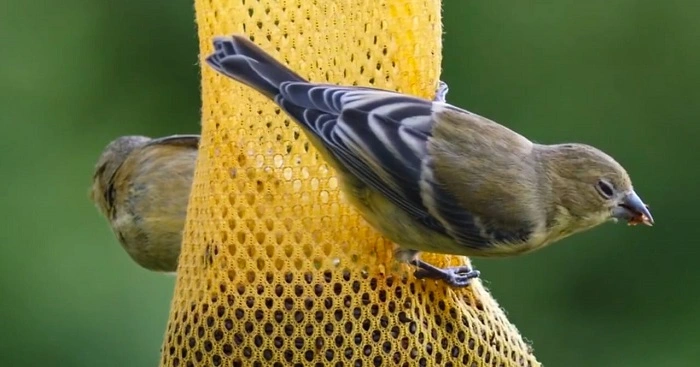 image of alternative food  options for birds in lawn