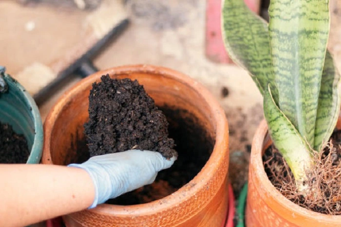 image of adding fertilizer to the snake plant