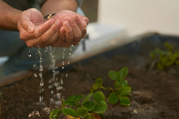 image of watering strawberry plant with hands