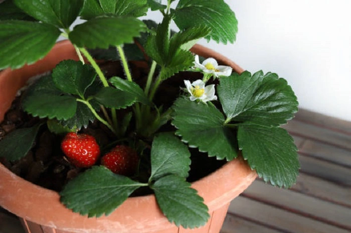 image of a potted strawberry plant