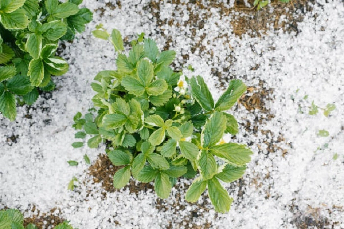image of strawberry plant in winter snow