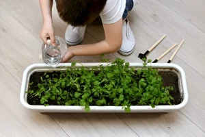 image of a kid watering cilantro