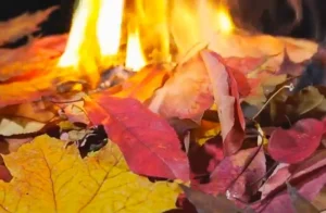 image of burning of wet leaves