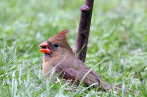 image of a bird eating grass seed