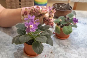 image of pruning African Violet