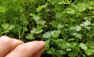 image of pruning parsley