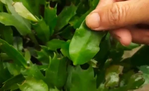 image of pruning christmas cactus leaves with hand