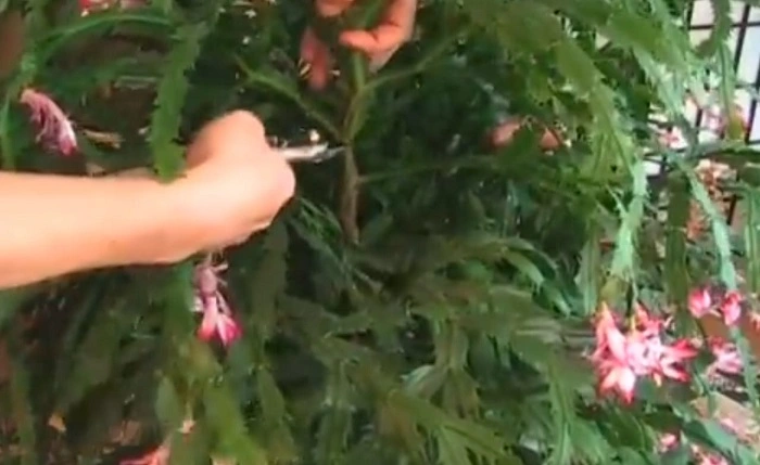 image of pruning of a christmas cactus