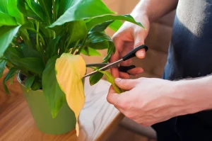image of pruning of peace lily plant