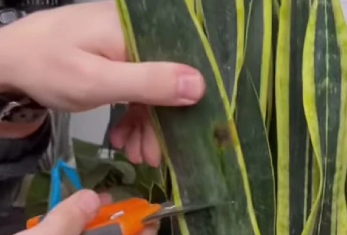image of pruning of a snake plant
