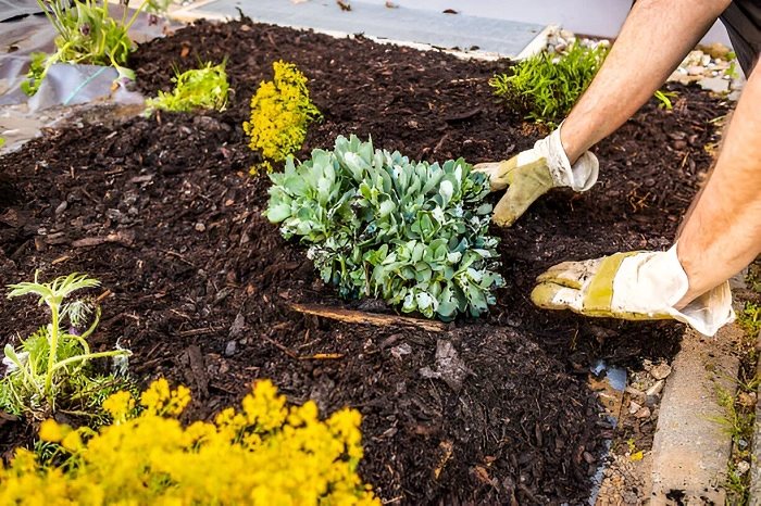 image of plants surrounding with mulch