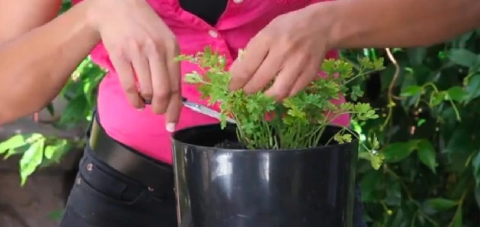 Image of trimming a parsley plant