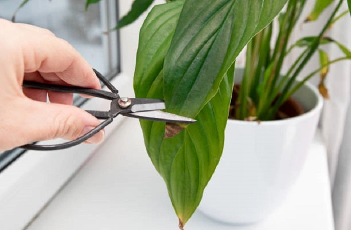 image of trimming peace  lily leaf