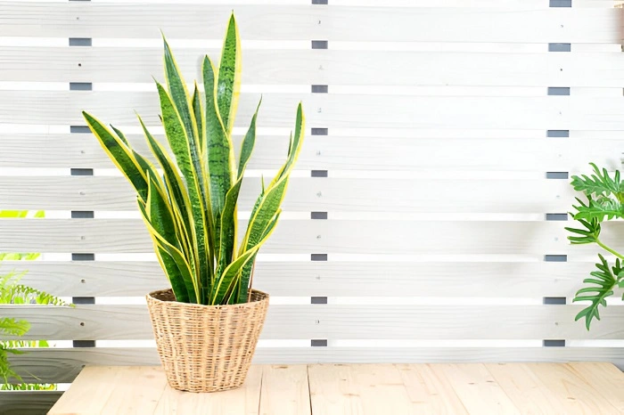 image of well-shaped snake plant