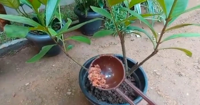 image of adding 18-18-18 fertilizer into a flowering plant