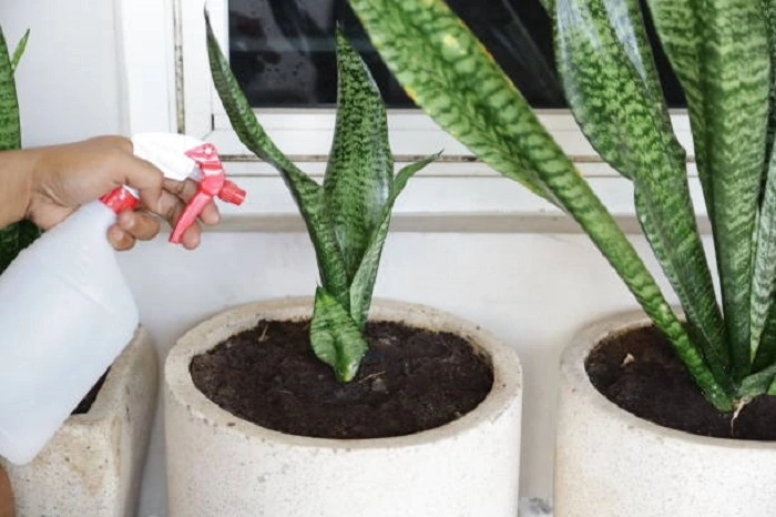 image of watering snake plant