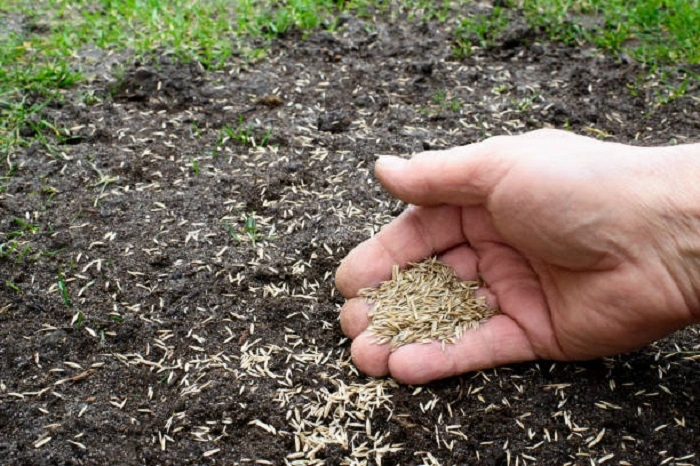 image of planting grass seeds