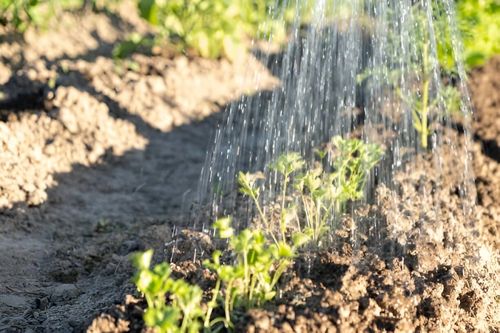 image of watering parsley plant