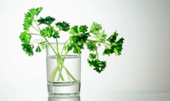 image of propagating parsley leaves