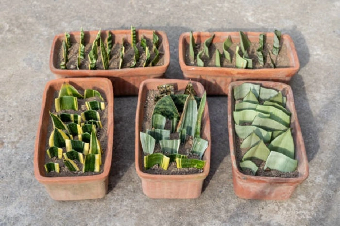 image of snake plant propagation