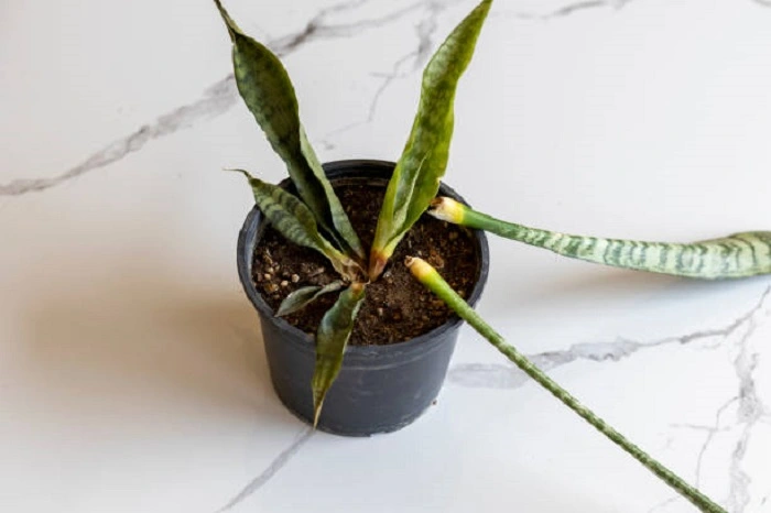 image of a stressed snake plant
