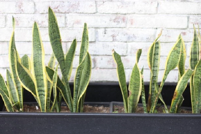 image of snake plant with damaged foliage