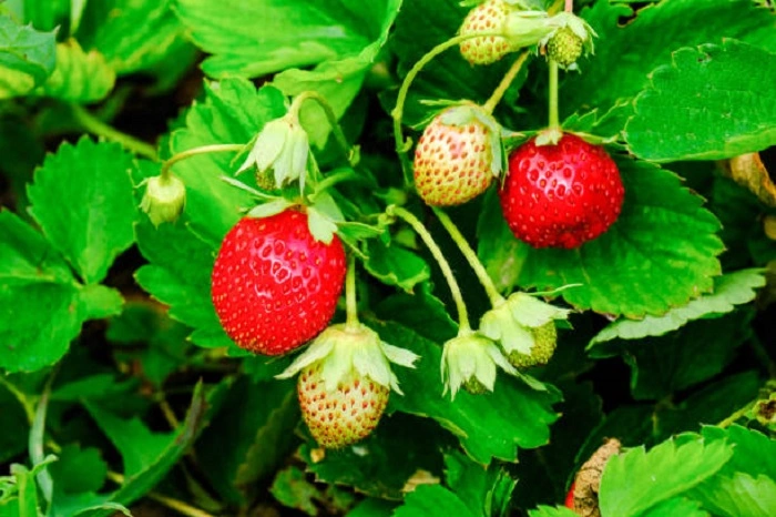 image of healthy ripened strawberries on plant