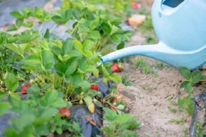 image of watering strawberry plant