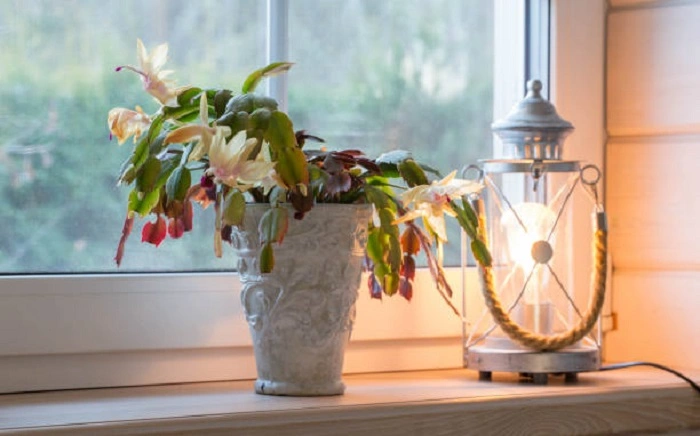 image of christmas cactus in optimal temperature