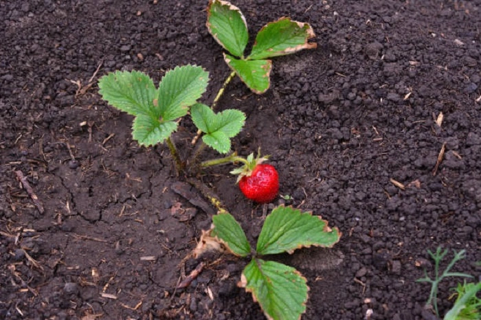 image of strawberry plant in well-drained soil