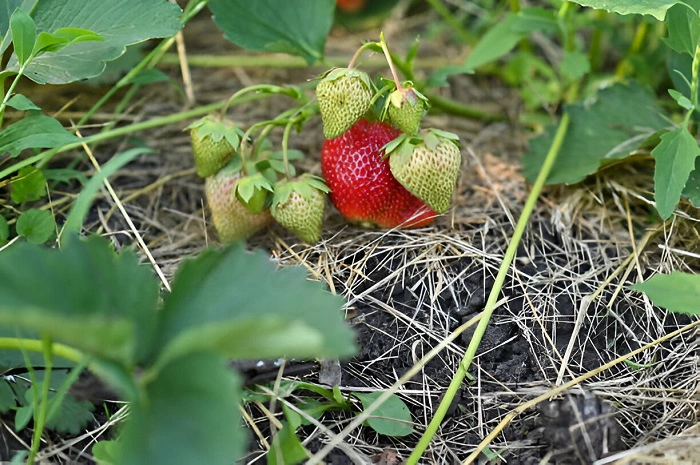 image of strawberry plant with straws and mulch on soil around it 