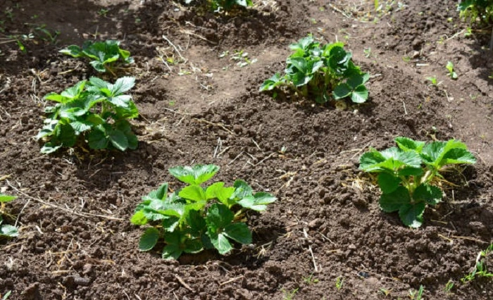 image of strawberry plant in its vegetative growth stage