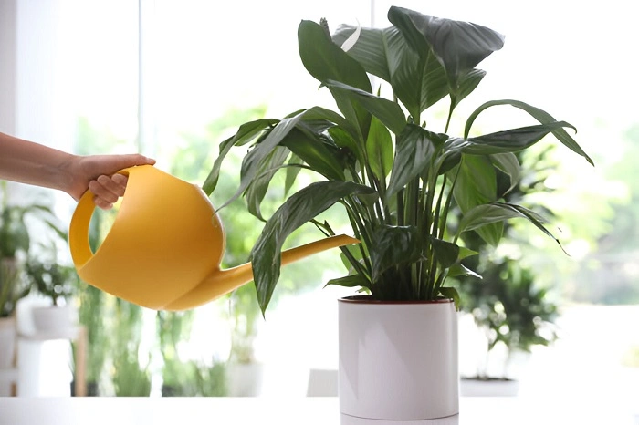 image of watering peace lily plant