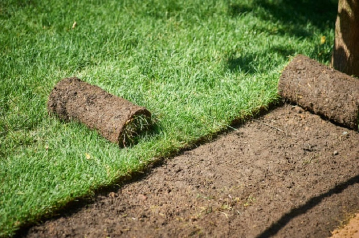 image of sod