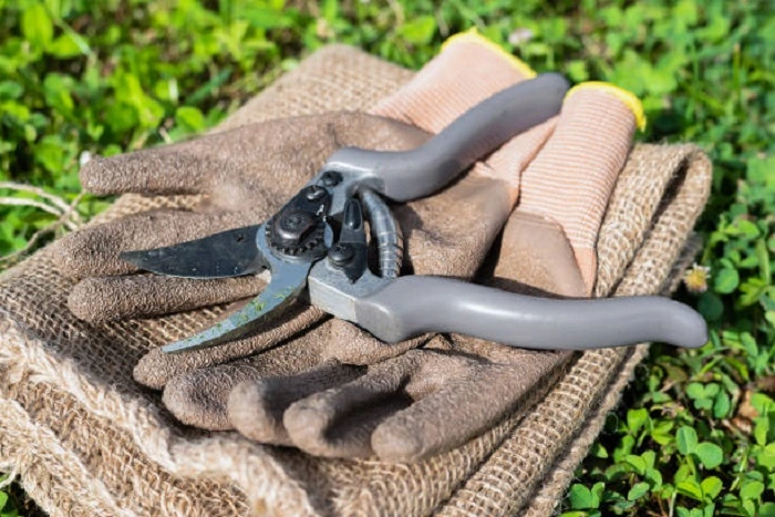 image of tools used in pruning parsley