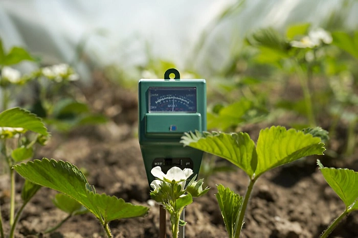 image of moisture meter checking the soil moisture around strawberry plant